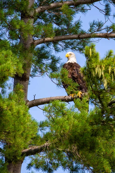 Adult Bald Eagle Haliaeetus Leucocephalus Perched Pine Branch Vertical — Stock fotografie