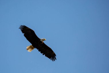 Kel Kartal (Haliaeetus Leucocephalus) mavi gökyüzünde fotokopi uzayıyla, yatay