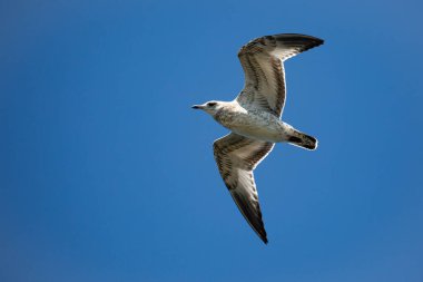 halka gagalı martı (Larus delawarensis) mavi gökyüzünde fotokopi uzayı ve yatay olarak uçuyor.