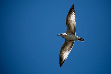 halka gagalı martı (Larus delawarensis) mavi gökyüzünde fotokopi uzayı ve yatay olarak uçuyor.