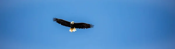 Orel Bělohlavý Haliaeetus Leucocephalus Letící Modré Obloze Kopírovacím Prostorem Panorama — Stock fotografie