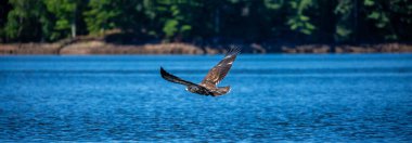 Genç kel kartal (Haliaeetus leucocephalus) Kuzey Wisconsin, Panorama 'da gökkuşağı akıntısının hemen üzerinde uçar.