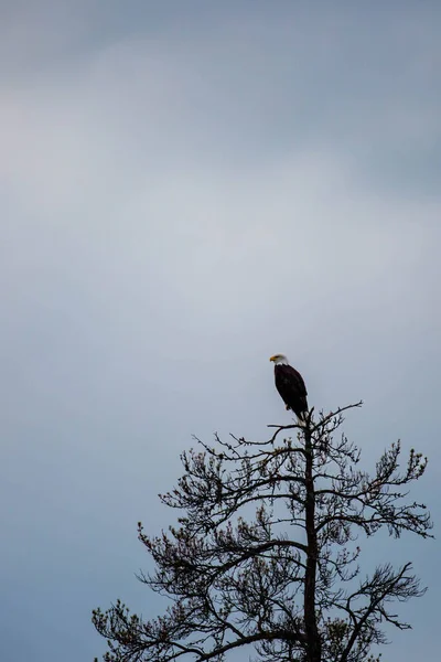 Взрослый Лысый Орлан Haliaeetus Leucocephalus Сидит Ветке Копировальным Пространством Вертикально — стоковое фото