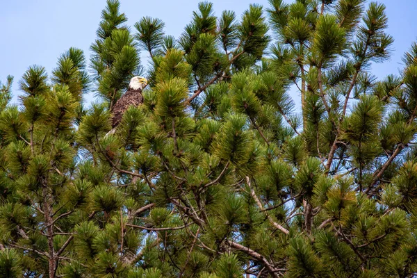 Águila Calva Adulta Haliaeetus Leucocephalus Posada Pino Rojo Wisconsin Horizontal — Foto de Stock