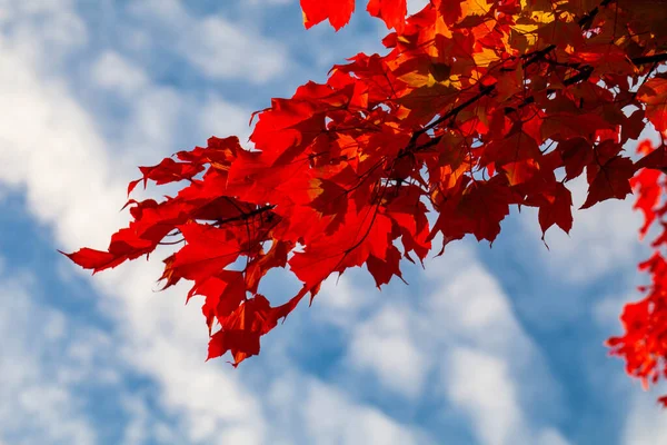 Maple Leaves Turned Red Orange Blue Sky White Clouds Horizontal — Stock Photo, Image