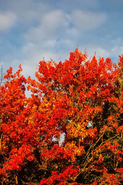 Maple Tree Turned Red Orange Blue Sky White Clouds Vertical — Stock Photo, Image