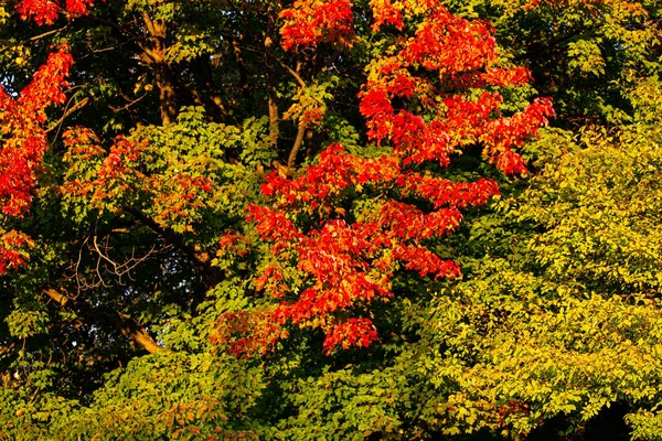 枫树在十月变成红色和橙色 水平的 — 图库照片