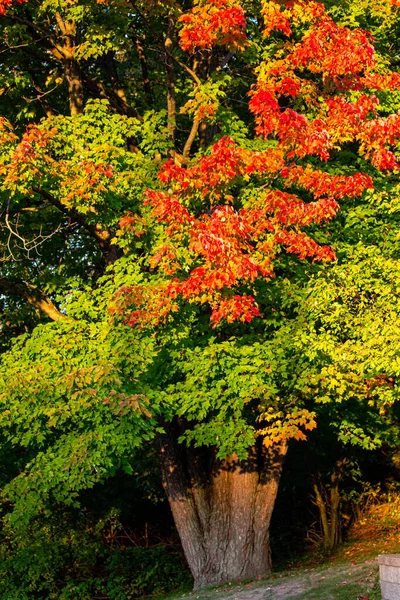 枫树在十月变成红色和橙色 — 图库照片