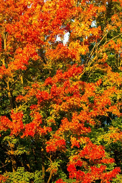 Maple Tree Turning Red Orange October — Stock Photo, Image