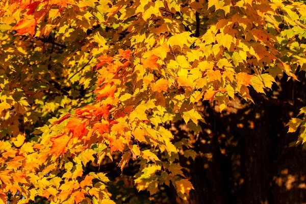 Close Colorful Maple Leaves October Horizontal — Stock Photo, Image