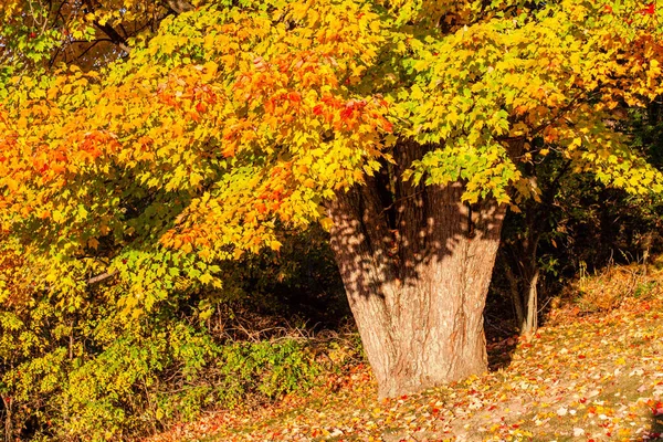 十月的枫叶色彩斑斓的特写 横向的 — 图库照片