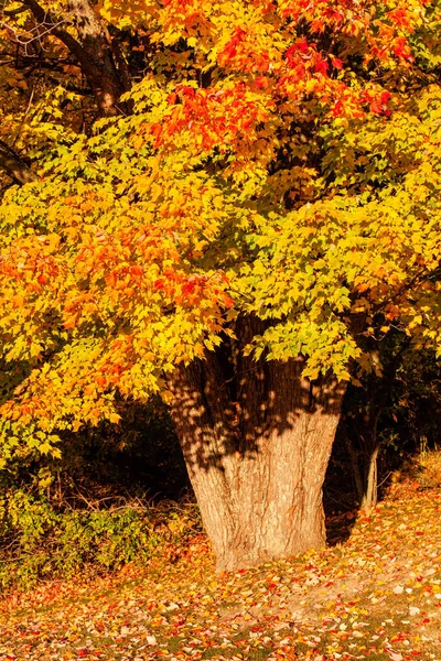 十月的枫叶色彩斑斓的特写 垂直的 — 图库照片