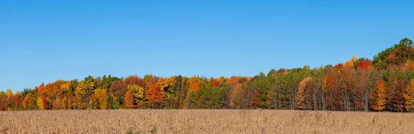 Bosque Colorido Wisconsin Con Cielo Azul Panorama —  Fotos de Stock