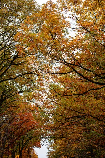 Wisconsin Kleurrijke Herfstbladeren Met Bewolkte Luchten Oktober Verticaal — Stockfoto
