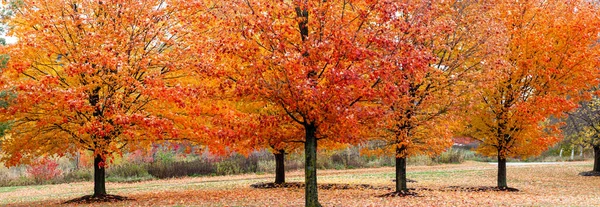 十月的威斯康星州五彩缤纷的秋天枫树 全景尽收眼底 — 图库照片