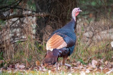 Nadir rastlanan yaban hindisi (Meleagris dörtnala) eritritik renk fazı, Ekim ayında kırmızı faz, yatay olarak da bilinir.