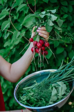 Bir avuç taze kırmızı turp ve kadınların elinde taze otlarla dolu metal bir tabak. İlk taze hasat. Kopya alanı. seçici odak