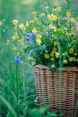 Tahta sepetteki sarı, mavi kır çiçekleri. Tarlada bir sepet taze yabani çiçek. kopyalama alanı. seçici odak.