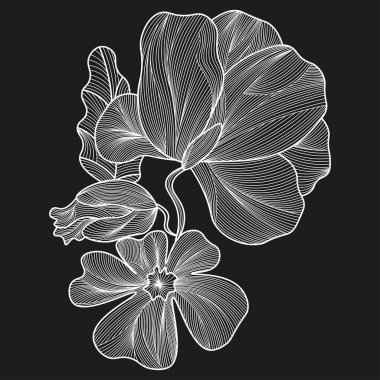 Siyah zemin üzerinde tomurcuk ve yaprak olan beyaz gelincik çiçeği izole edilmiş vektör çizimi