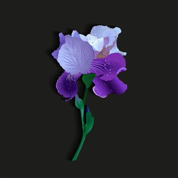 mor-mavi iris çiçeği. izole edilmiş tam renk vektör illüstrasyonu