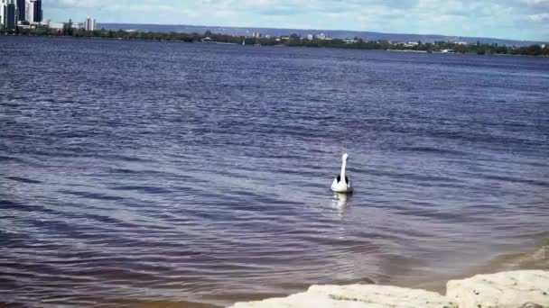 Filmagem Pelicano Flutuando Rio Cisne Perth Austrália Ocidental — Vídeo de Stock