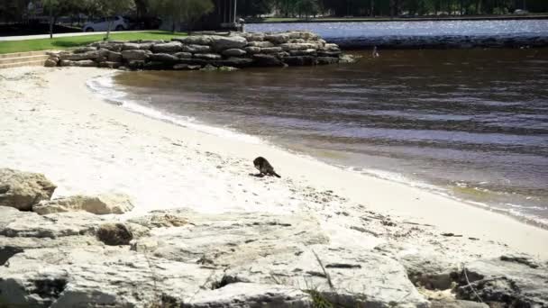 Felvétel Egy Őshonos Fekete Madárkutyáról Dél Perth Partján Nyugat Ausztráliában — Stock videók