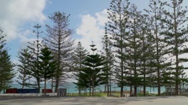 mid view of tall trees near the beaches of scarborough