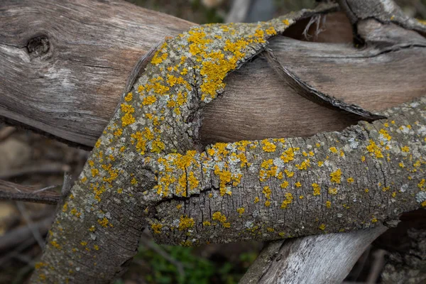 Descascou Latido Uma Velha Árvore Coberta Pelo Musgo Amarelo Brilhante — Fotografia de Stock