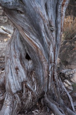 Eski kurumuş odunlarda soyut