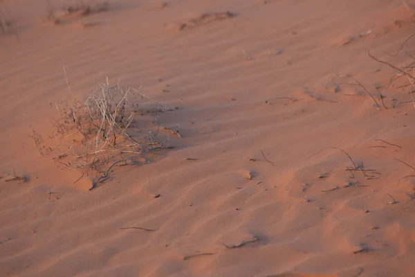Sand Dunes Southwest — 图库照片