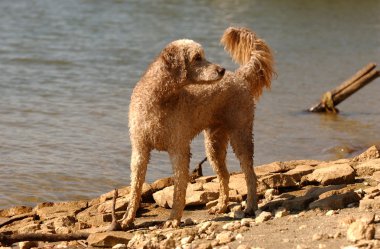 köpek oyna
