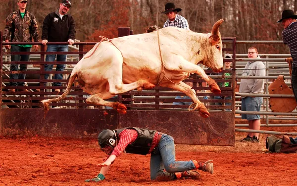 Kowboj w niebezpieczeństwo pod byka — Zdjęcie stockowe