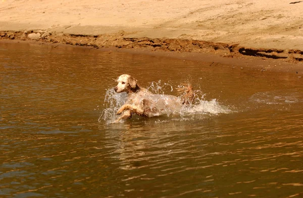 Brincadeira de cachorro — Fotografia de Stock