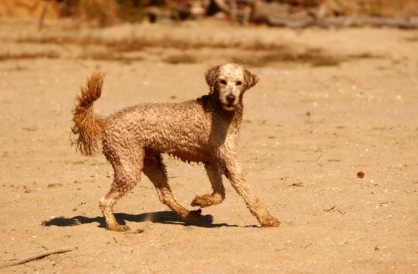 子犬を再生 — ストック写真