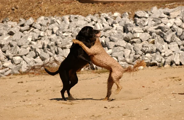 "ダンスをやっている子犬を再生" — ストック写真