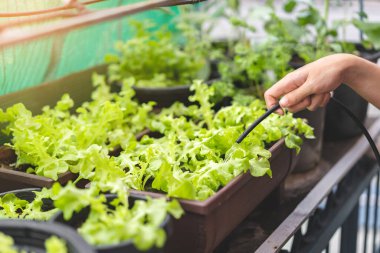 Asyalı kadın bahçıvan organik salata bitkisini sulama hortumuyla sulıyor, evde sebze yetiştiriyor, seçici odaklanma, kopyalama alanı, tarım ve kendi gıda konseptini yetiştiriyor..