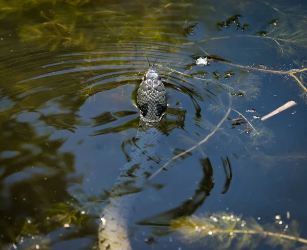 サーラランドの春に草蛇が水の中に入り、トップビュー — ストック写真