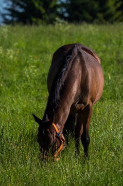 Saarland 'da baharda bir at çayırda otluyor.