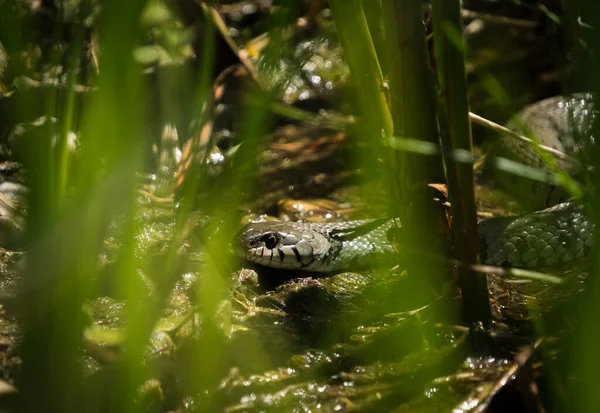 Saarland 'da baharda bir çim yılanının otları aşmasını izlemek