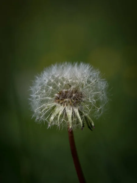 A closeup of a dandelion at spring in saarland, with copy space — Stock Photo, Image