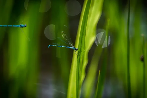 Ferradura azure donzela libélula closeup na primavera em saarland — Fotografia de Stock