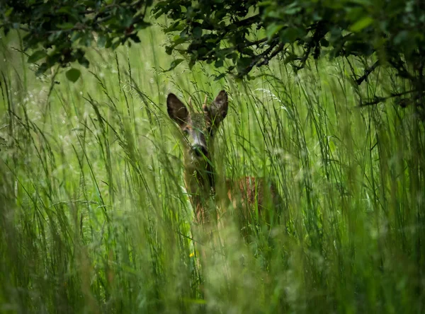 夏天在萨尔地的草地上，一只小鹿在看着我 — 图库照片