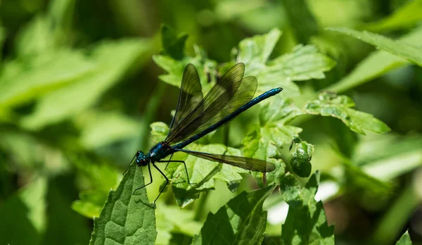 A blue-winged dragonfly on a leaf at summer in saarland, copy space