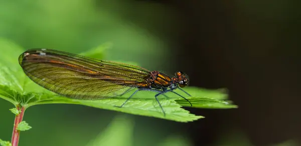 Um close-up libélula enquanto sentado em uma folha, espaço cópia — Fotografia de Stock