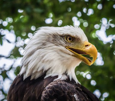 Saarland 'daki bir raptor parkına yakın bir yerde kel bir kartal görüntüsü.