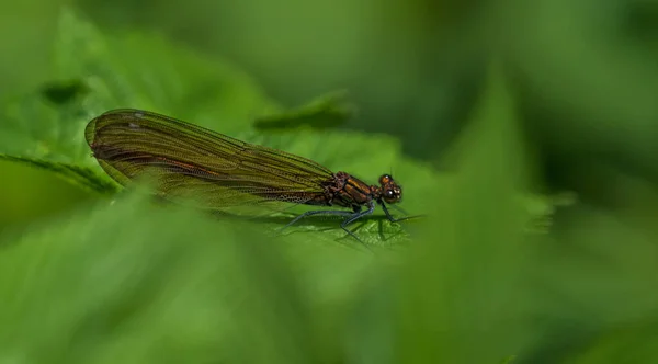 Um close-up libélula enquanto sentado em uma folha, espaço cópia — Fotografia de Stock