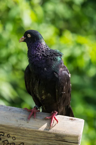 Eine Felsentaube im Sommer im Saarland, Kopierraum — Stockfoto