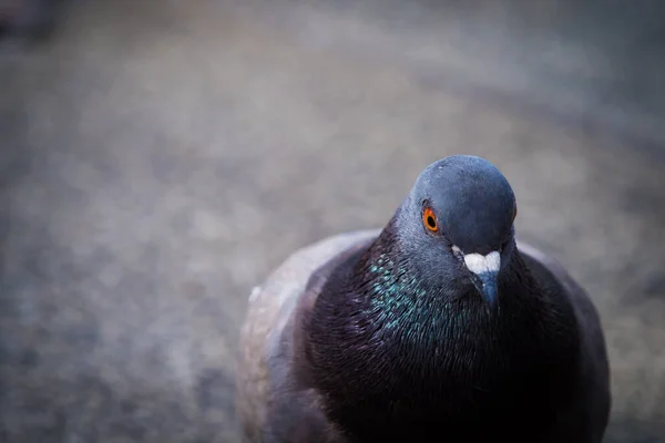 A rock pigeon closeup in erfurt at summer, copy space — Stock Photo, Image