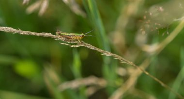 Yazın saarland 'da sıradan bir çekirge, kopyalama alanı