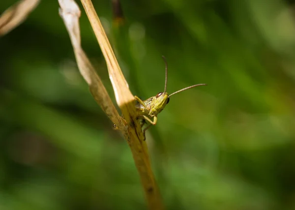 A common grasshopper at summer in saarland, copy space — Stock Photo, Image